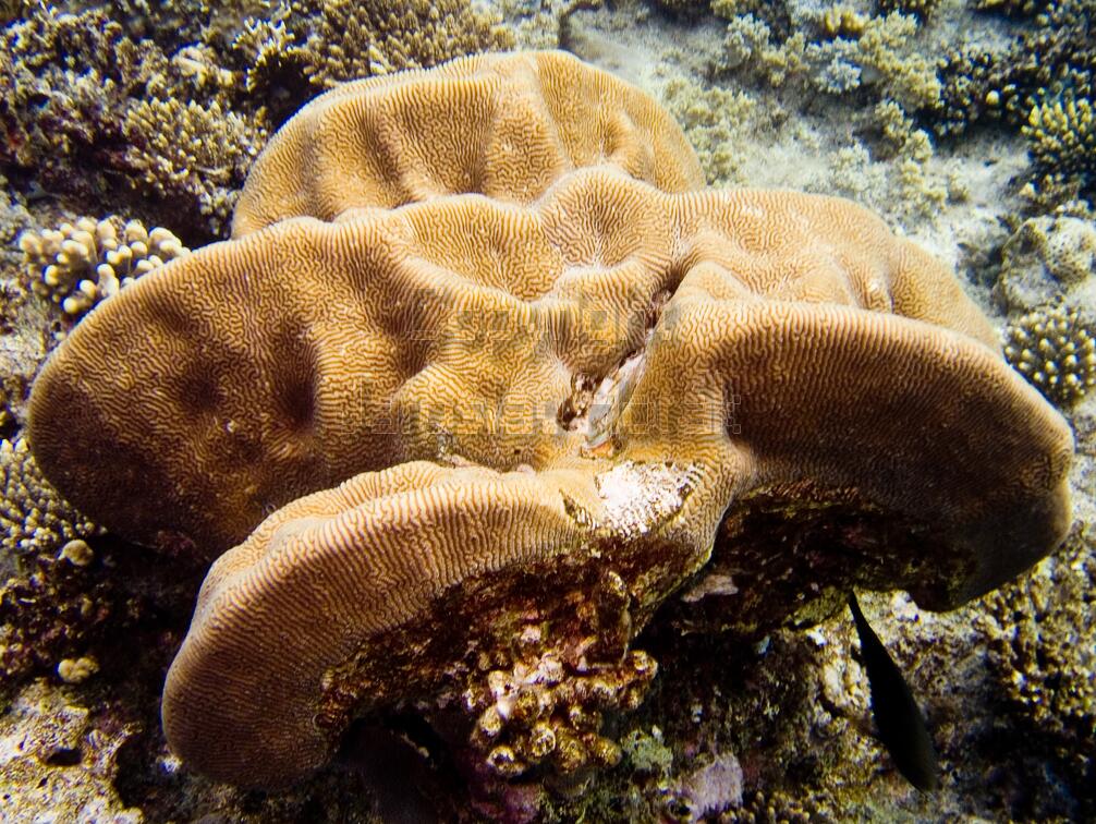 DSCF8244 koral pohovka